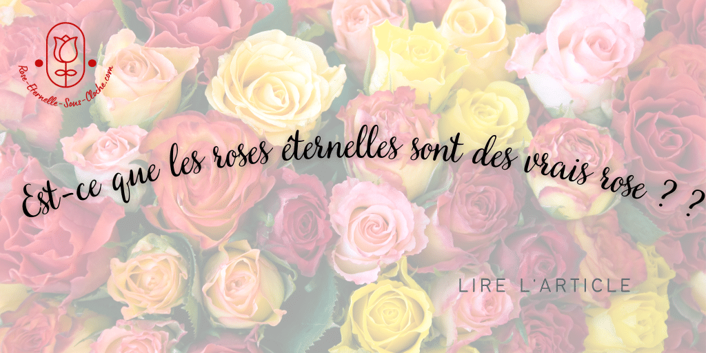 Est-ce que les roses éternelles sont des vrais rose ?